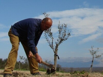 KOPAM DAKLE JESAM: Ajmooo.. svi motike u ruke