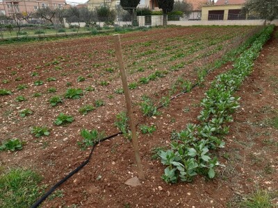 KOPAM DAKLE JESAM: Ajmooo.. svi motike u ruke