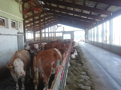 Suvremena staja Suvremena staja