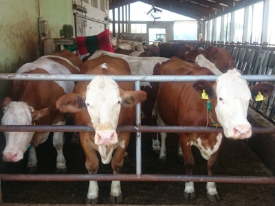 Lani proizvedeno 657 tisuća litara mlijeka Lani proizvedeno 657 tisuća litara mlijeka