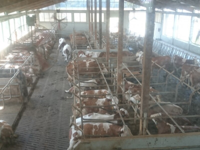 Kvalitetna grla pasmine simentalac Kvalitetna grla pasmine simentalac