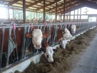 Krave hrane sjenažom i silažom Krave hrane sjenažom i silažom