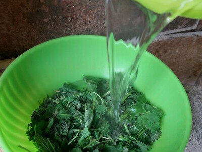 Kopriva u ishrani domaćih životinja Kopriva u ishrani domaćih životinja