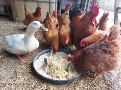 Kopriva u ishrani domaćih životinja Kopriva u ishrani domaćih životinja