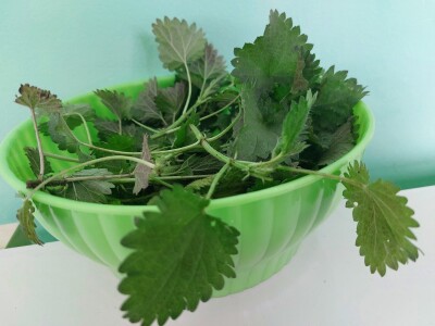 Kopriva u ishrani domaćih životinja Kopriva u ishrani domaćih životinja