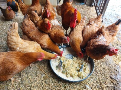 Kopriva u ishrani domaćih životinja Kopriva u ishrani domaćih životinja