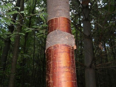 Kora divlje trešnje