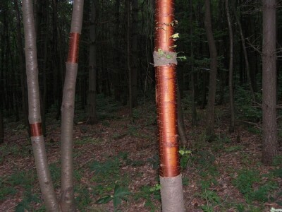 Kora divlje trešnje