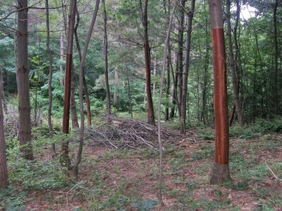 Kora divlje trešnje