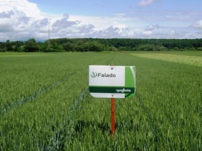 Syngenta zaradionica