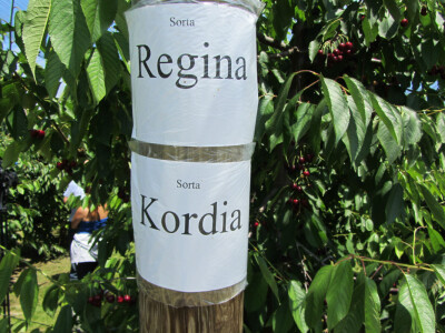 Dan polja trešnje u Kamarištu