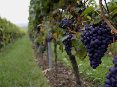 Vinogradi se nalaze u Prigorju i Međimurju