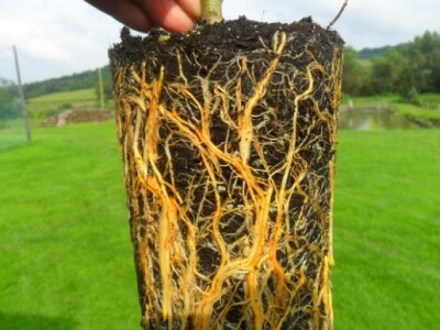 Korijenje kod kuće uzgojenih presadnica