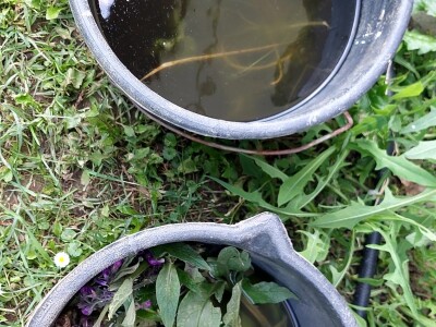 Koristite mlijeko: Paradajz i paprike će da bujaju od snage