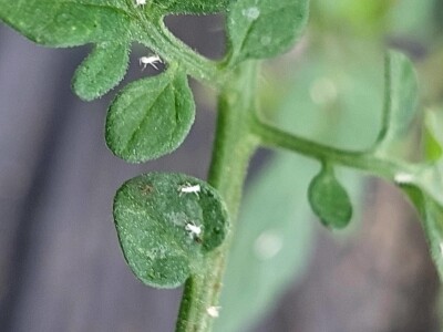 Koristite mlijeko: Paradajz i paprike će da bujaju od snage