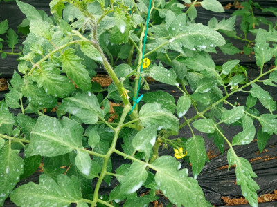 Koristite mlijeko: Paradajz i paprike će da bujaju od snage