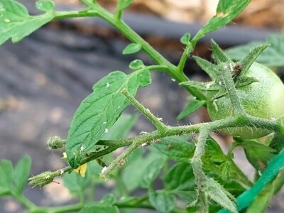 Koristite mlijeko: Paradajz i paprike će da bujaju od snage