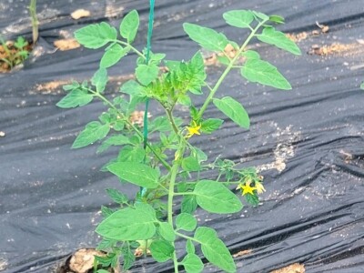 Koristite mlijeko: Paradajz i paprike će da bujaju od snage