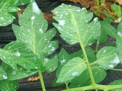 Koristite mlijeko: Paradajz i paprike će da bujaju od snage