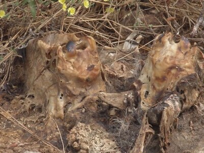 Korito Kolubare nizvodno od grada postalo deponija