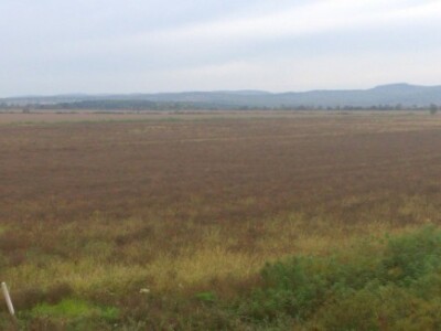 Ovako izgledaju neke zakorovljene površine pod ugarom