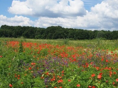 Ponekad rascvjetali korovi lijepo izgledaju