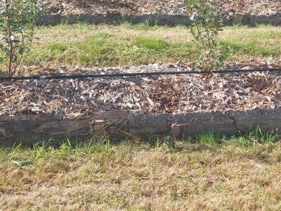 Korovi u borovnicama Korovi u borovnicama