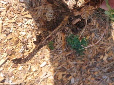 Korovi u borovnicama Korovi u borovnicama