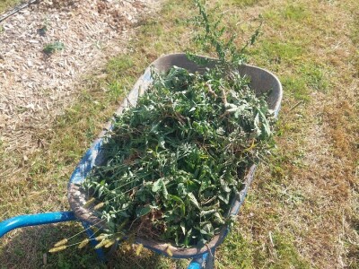 Korovi u borovnicama Korovi u borovnicama