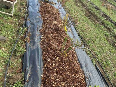 Korovi u borovnicama Korovi u borovnicama