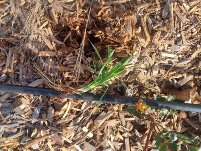 Korovi u borovnicama Korovi u borovnicama