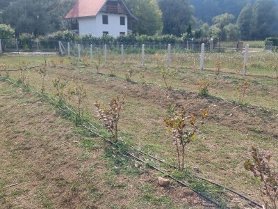 Korovi u borovnicama Korovi u borovnicama