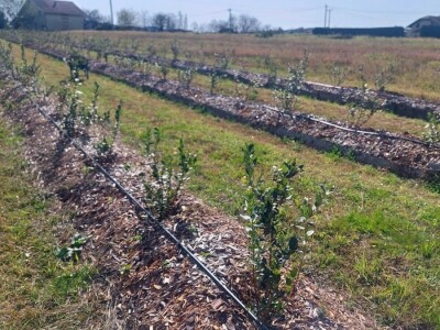 Korovi u borovnicama Korovi u borovnicama