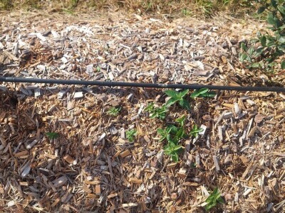 Korovi u borovnicama Korovi u borovnicama