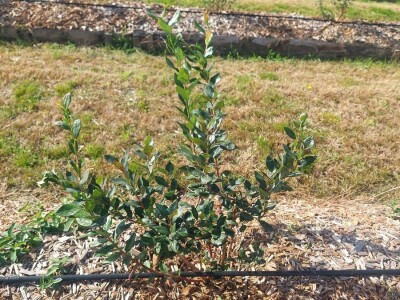 Korovi u borovnicama Korovi u borovnicama