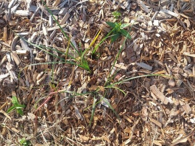 Korovi u borovnicama Korovi u borovnicama