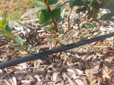 Korovi u borovnicama Korovi u borovnicama