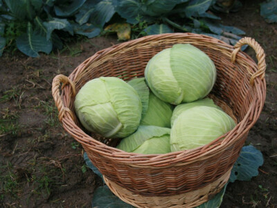 Timac ago - Dan polja kupusa