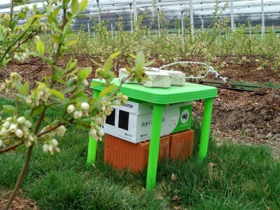 Oprašivanje borovnice bumbarima