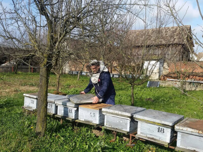 Tonča i njegove košnice