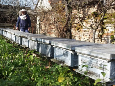 Tonča i njegove košnice