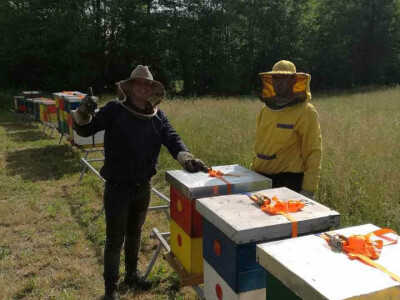 Pčelinja društva preselio na pašu kestena