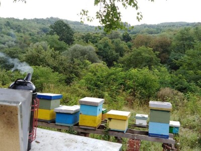 Košnice porodice Kovačević