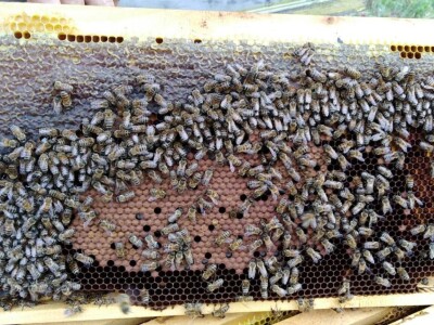 Košnice porodice Kovačević