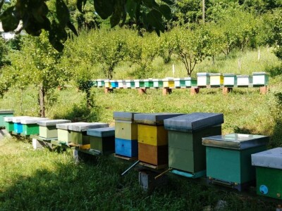 Košnice porodice Kovačević