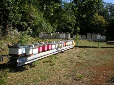 Košnice u čistoj prirodi