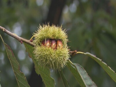 Kostajnica u oktobru miriše na pečeni kesten Kostajnica u oktobru miriše na pečeni kesten