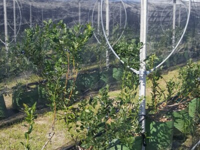 Prigorje voće d.o.o.