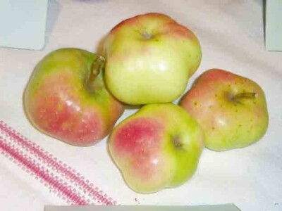 Jabuka adamovka (adamčica)