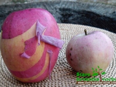 Rijetka jabuka duplokorka